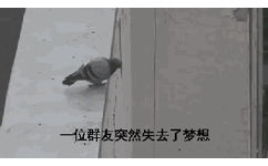 一位群友突然失去了梦想(鸽子跳楼 GIF)