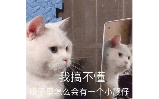 我搞不懂镜子里怎么会有一个小靓仔(猫猫照镜子表情包)