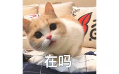 猫咪歪头：在吗