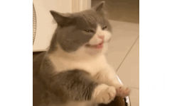 猫咪呕吐表情包 - 可可爱爱的喵喵表情包