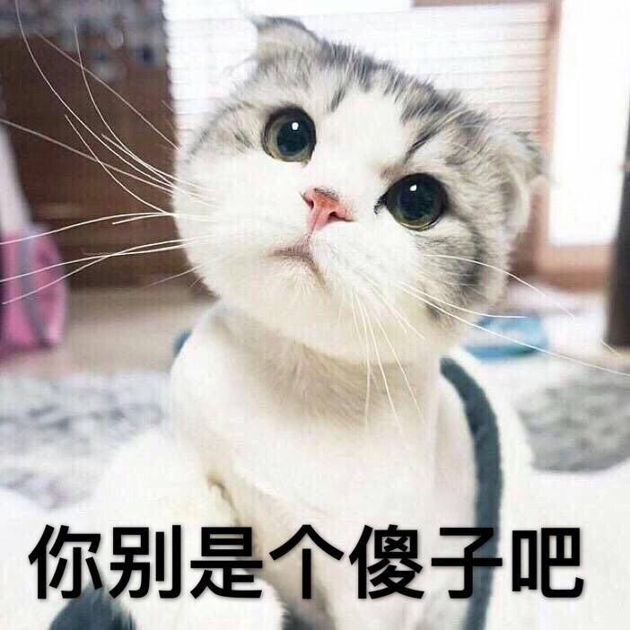 你别是个傻子吧（猫咪）