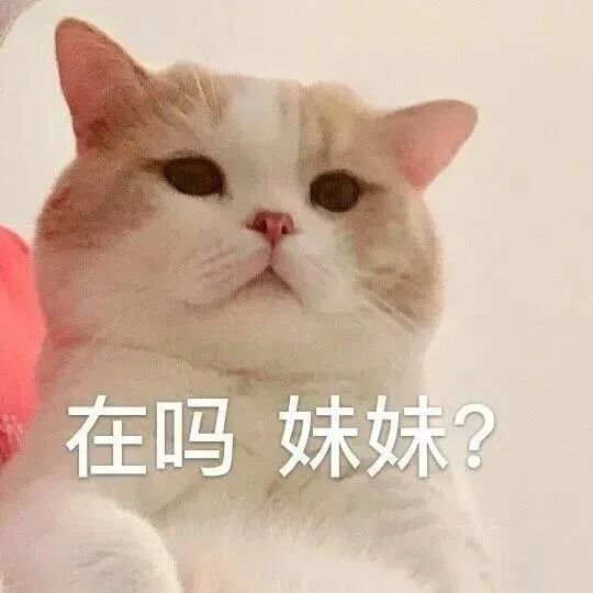 在吗妹妹 - 猫猫表情包系列