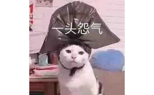 头怨气(猫咪表情包)