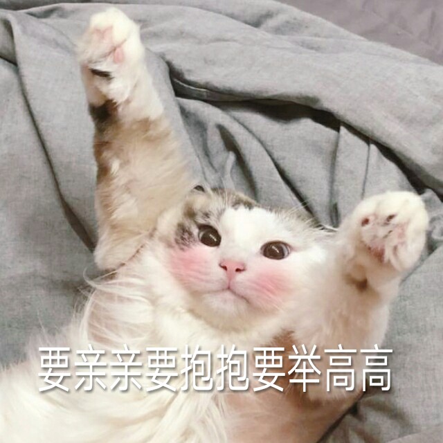 要亲亲要抱抱要举高高（猫咪）