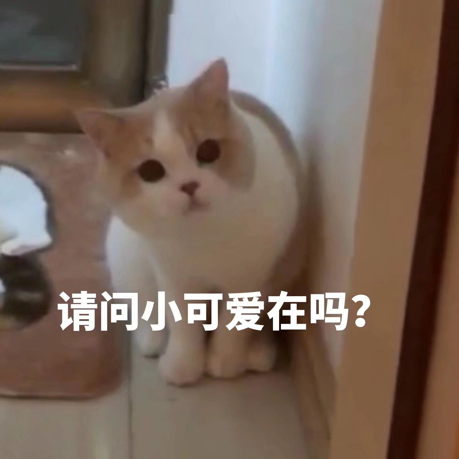 请问小可爱在吗？（猫咪表情包）