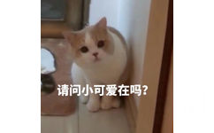 请问小可爱在吗？（猫咪表情包）