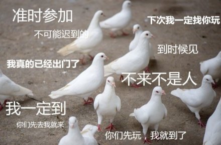 鸽子精：准时参加、下次我一定找你玩... - 人类四大本质：鸽王柠檬精复读机真香