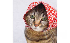 裹花头巾的猫 - 一组猫狗情侣头像 ​