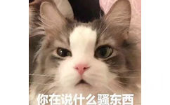 你在说什么骚东西（猫咪）