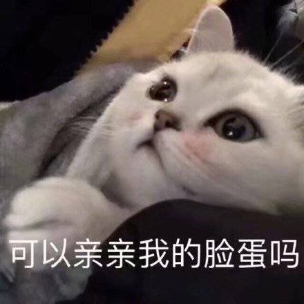 可以亲亲我的脸蛋吗（猫咪）