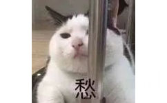 愁！靠着钢管的猫咪