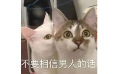 不要相信男人的话(猫咪表情包)