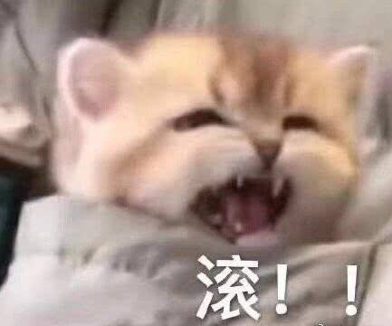 滚啊（猫咪表情包）