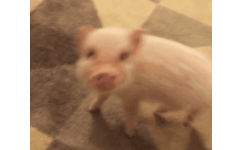 猪猪转圈圈 GIF