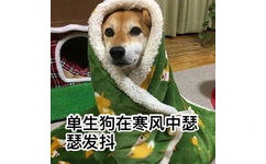 单身狗在寒风中瑟瑟发抖 - 汪星人中最可耐的还是doge