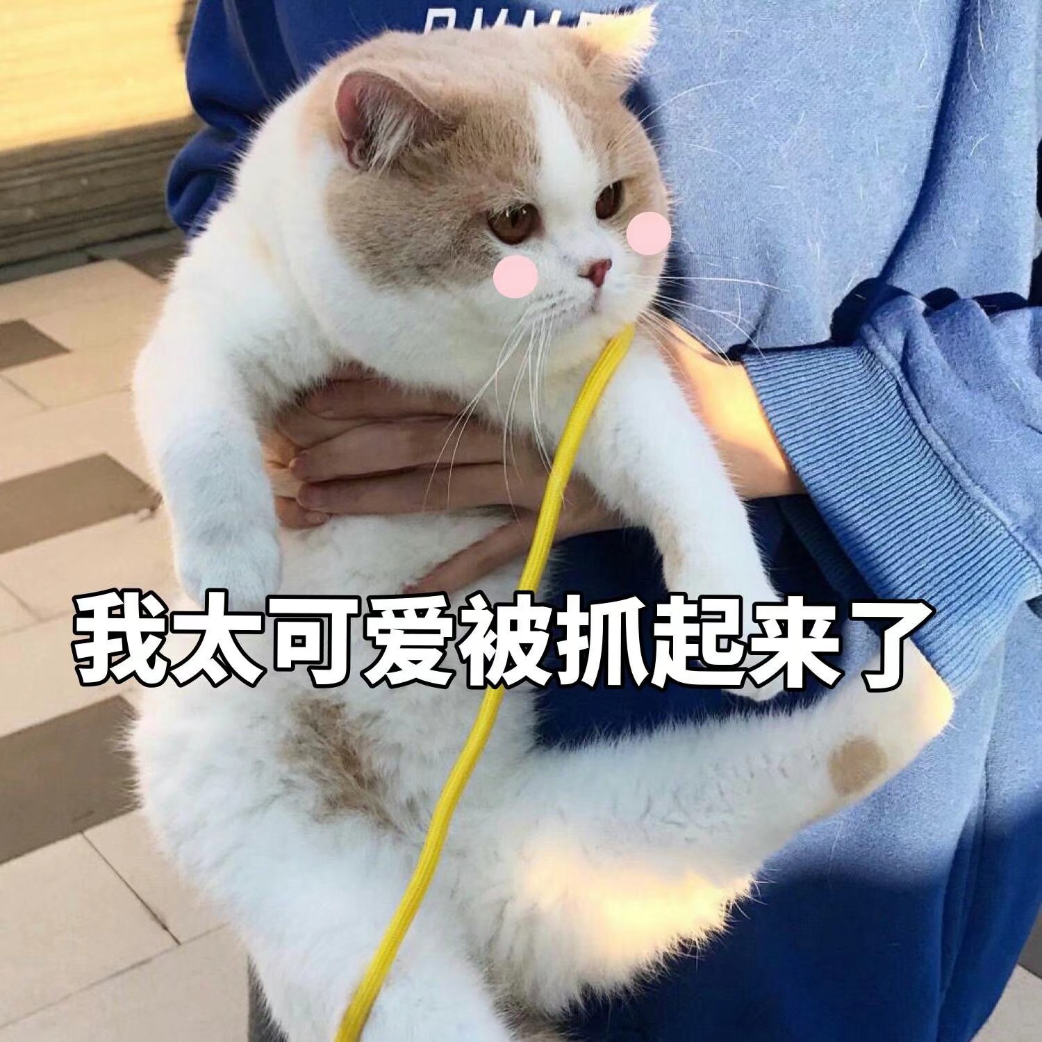 我太可爱被抓起来了（猫咪表情包）