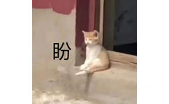 盼 - 沙雕猫咪表情包