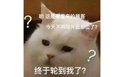 哟这是哪里来的稀客今天不用陪外面那位了?终于轮到我了? - 猫咪表情包 爱了  ​