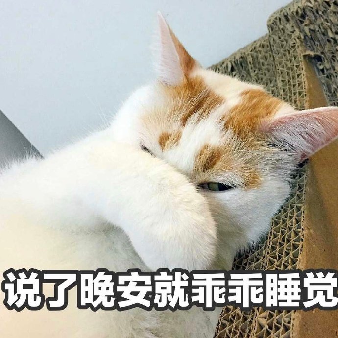 说了晚安就乖乖睡觉 - 猫咪楼楼表情包