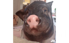 猪猪吃东西 GIF 动图 - 近期表情包杂图精选