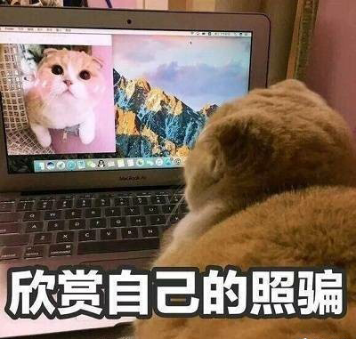 猫咪对着电脑欣赏自己的照骗