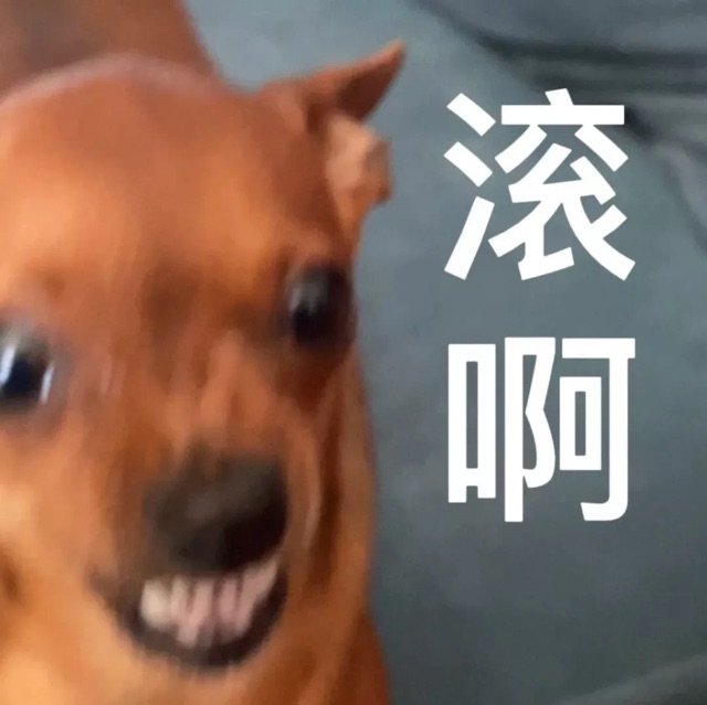 滚啊(狗狗表情包)