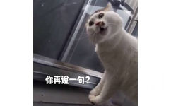 你再说一句？（猫咪）