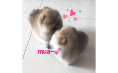 mua 亲亲 GIF