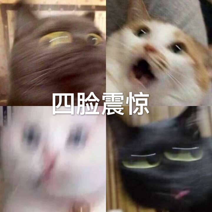 猫咪四脸震惊表情包