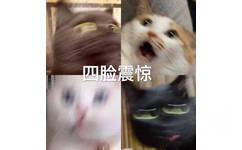 猫咪四脸震惊表情包