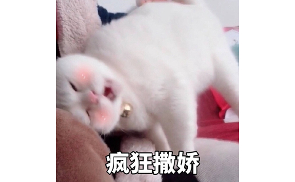 疯狂撒娇（猫咪）