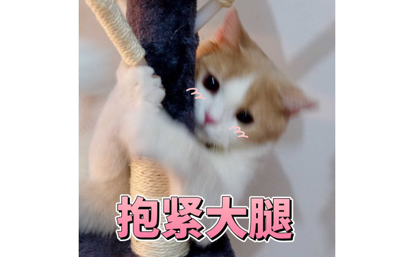 猫咪抱紧大腿