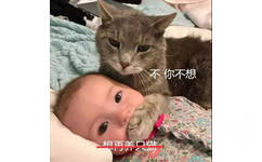 想再养只猫！不，你不想