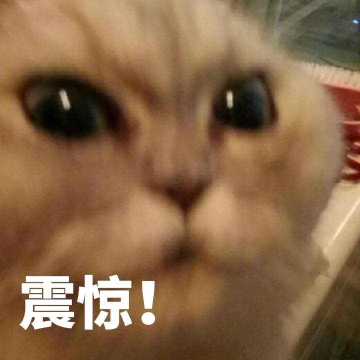 猫咪震惊表情包