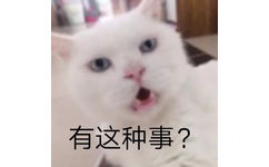 猫咪表情包 惊讶 有这种事？