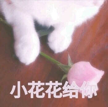 小花花给 - 一组猫咪表情包 吸猫