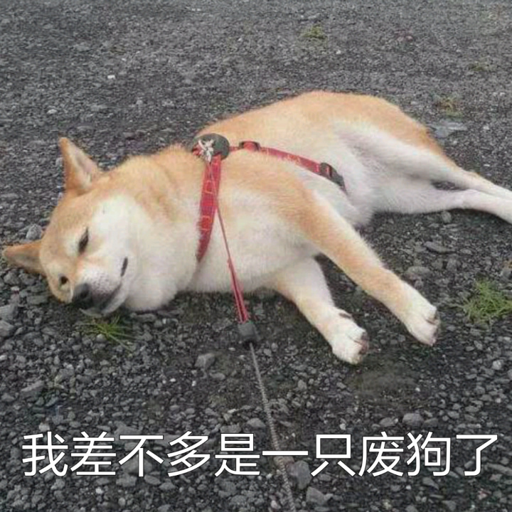 我差不多是一只废狗了 - 柴犬doge真是一个表情包巨头