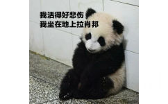 我活得好悲伤 我坐在地上拉肖邦 - 一波大熊猫表情包