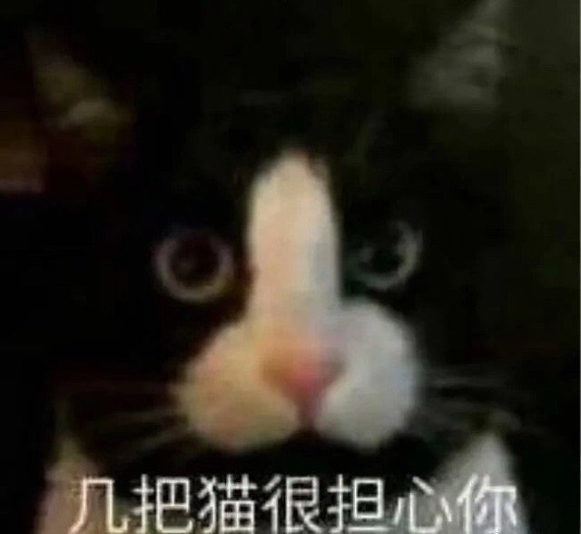 几把猫很担心你