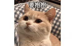 要抱抱 - 可爱猫咪 GIF 动图表情包