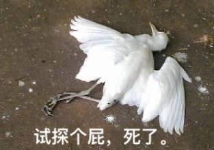 试探个屁,死了。