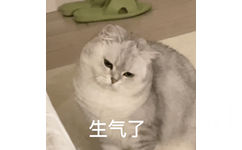 生气了(猫猫表情包)