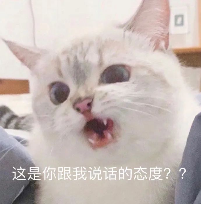 这是你跟我说话的态度？？ - 猫猫表情包系列