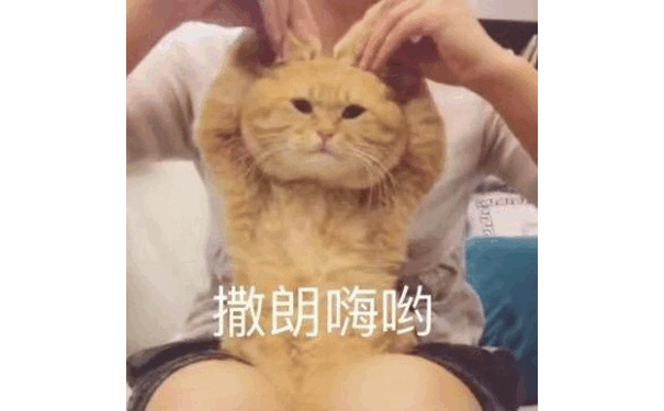 撒朗嗨哟 - 不情愿比心的猫咪