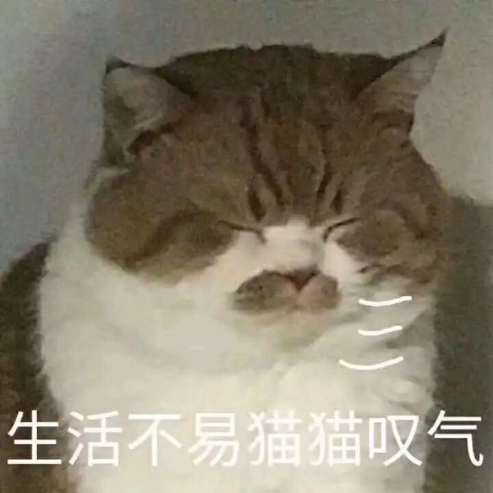 生活不易，猫猫叹气