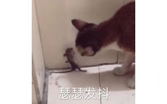 面对猫咪，小老鼠瑟瑟发抖