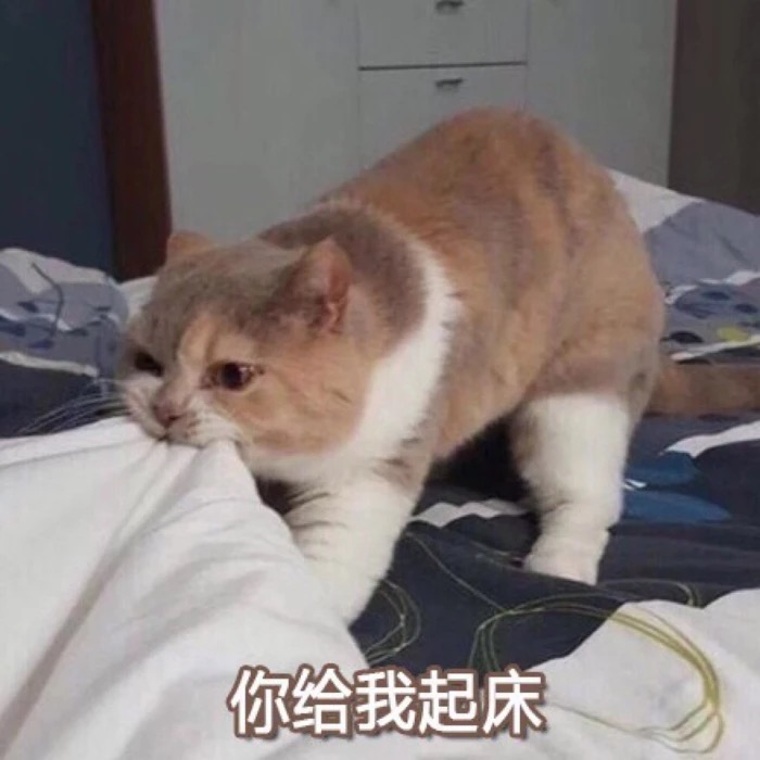 你给我起床(猫咪)