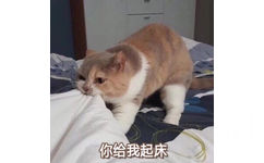 你给我起床(猫咪)