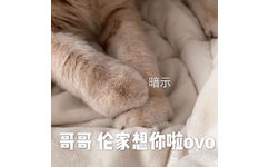 暗示哥哥伦家想你啦ovo - 今日份猫猫表情包