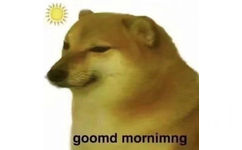 Cheems goomd mornimng - 柴犬Cheems狗子表情包 ​